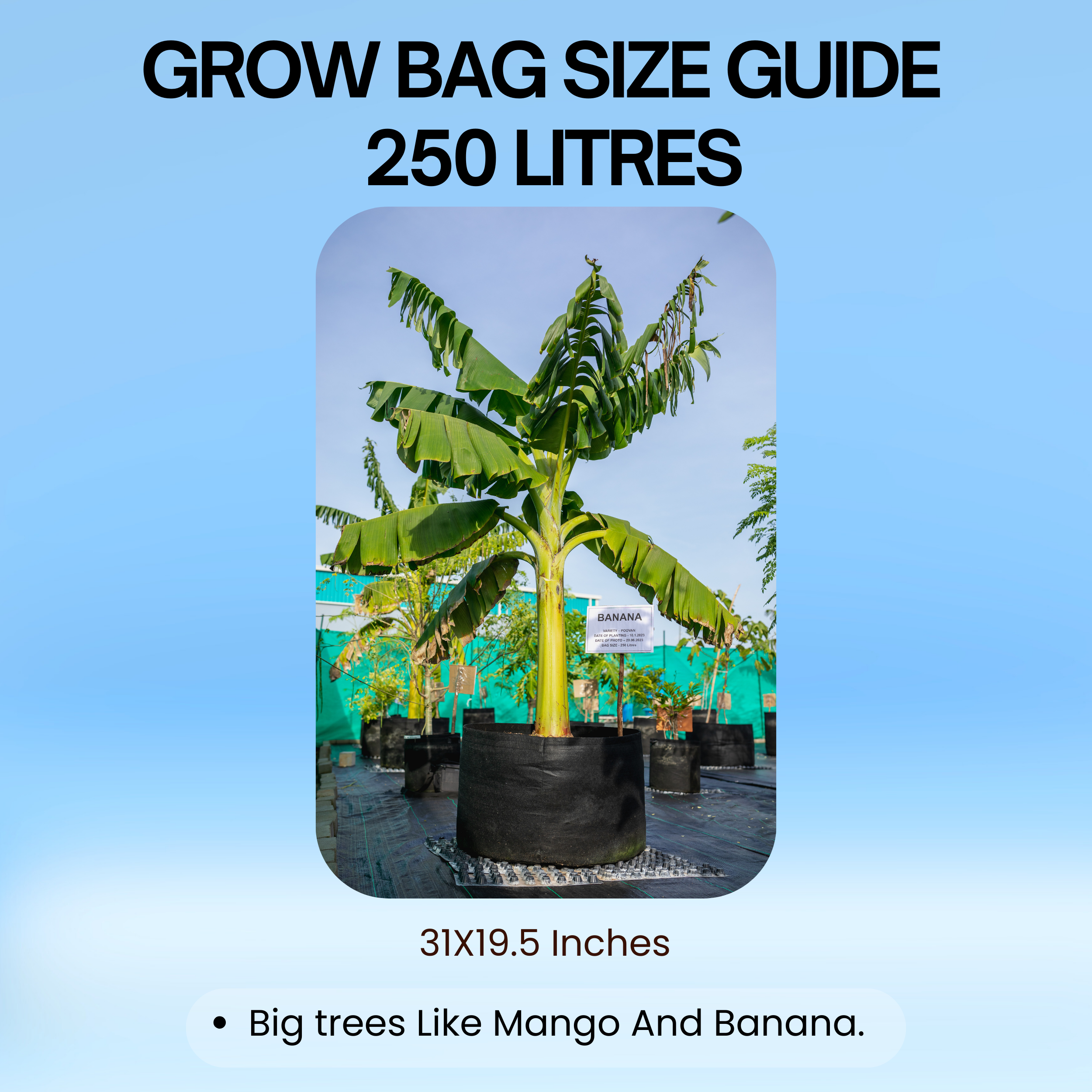 31x19.5 Inch | 250 Litres Geo Fabric Grow Bag