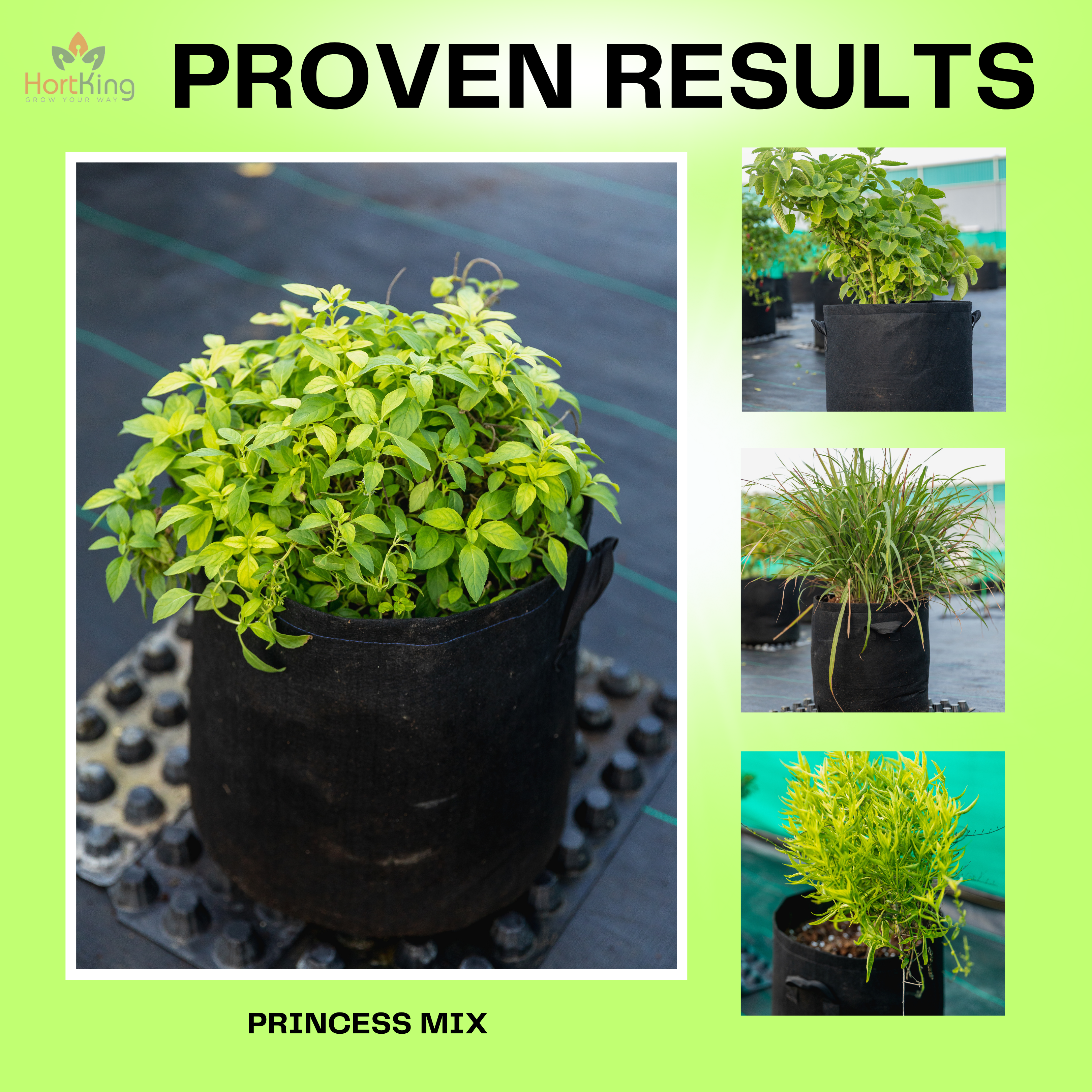 Princess Mix for Leafy Greens & Herbs | HortKing Organic Living Soil