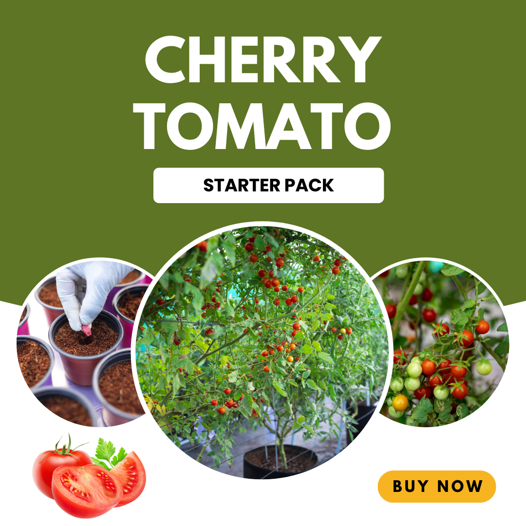 Cherry Tomato Starter Pack