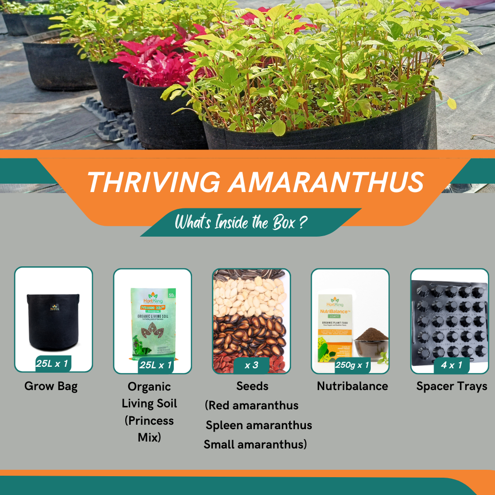 Thriving Amaranthus Starter Pack