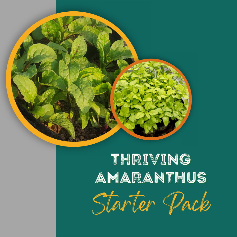 Thriving Amaranthus Starter Pack