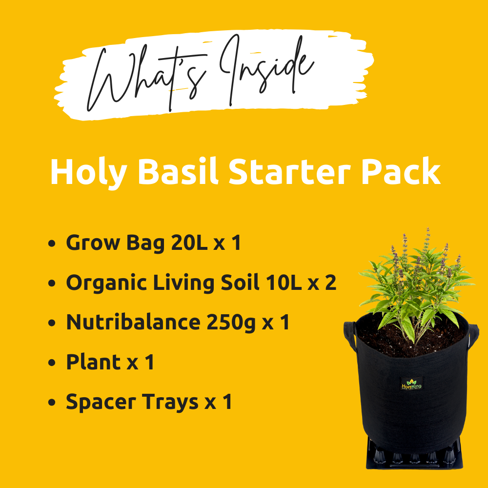 The Holy Basil Starter Pack - Holiness In Your Home