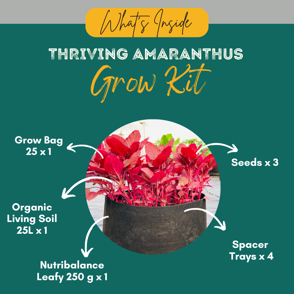 Thriving Amaranthus Starter Pack